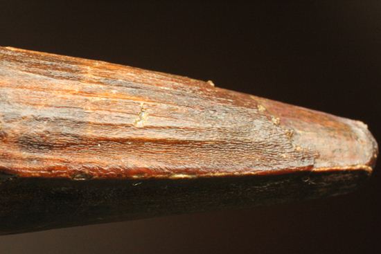 11cm!野太いんです。周長9.9cmのスピノサウルス歯化石(Spinosaurus)(その17)