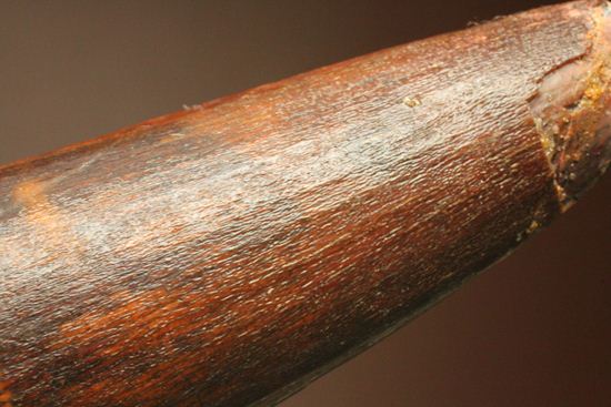 11cm!野太いんです。周長9.9cmのスピノサウルス歯化石(Spinosaurus)(その18)