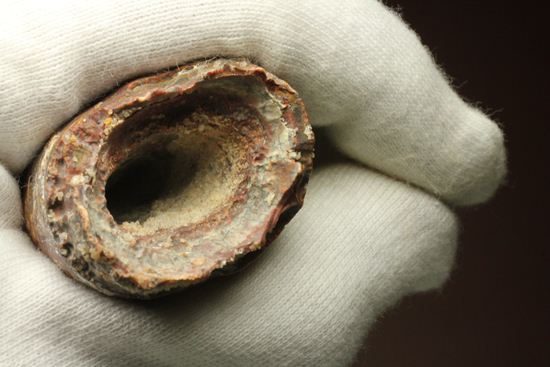 11cm!野太いんです。周長9.9cmのスピノサウルス歯化石(Spinosaurus)(その19)