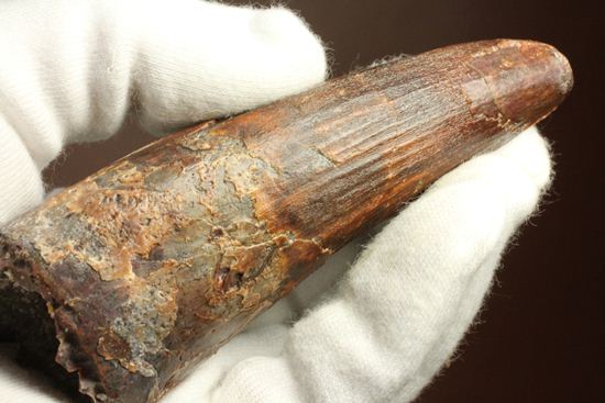 11cm!野太いんです。周長9.9cmのスピノサウルス歯化石(Spinosaurus)(その2)