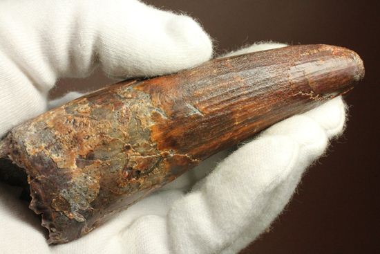11cm!野太いんです。周長9.9cmのスピノサウルス歯化石(Spinosaurus)(その20)