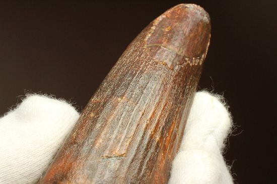 11cm!野太いんです。周長9.9cmのスピノサウルス歯化石(Spinosaurus)(その3)