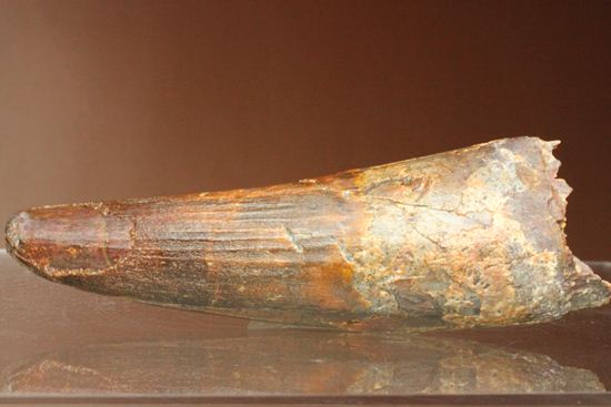 11cm!野太いんです。周長9.9cmのスピノサウルス歯化石(Spinosaurus)(その5)