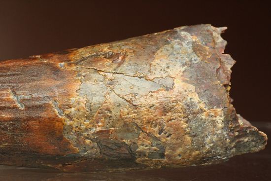 11cm!野太いんです。周長9.9cmのスピノサウルス歯化石(Spinosaurus)(その6)