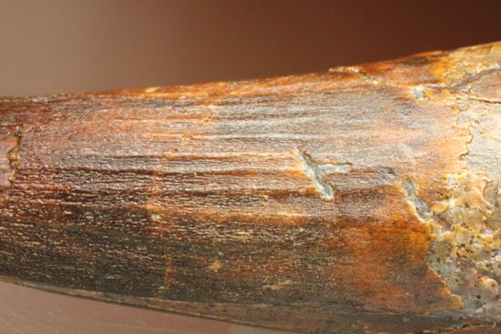 11cm!野太いんです。周長9.9cmのスピノサウルス歯化石(Spinosaurus)(その7)