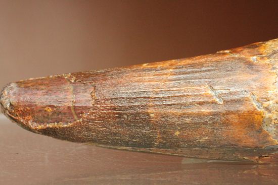 11cm!野太いんです。周長9.9cmのスピノサウルス歯化石(Spinosaurus)(その8)