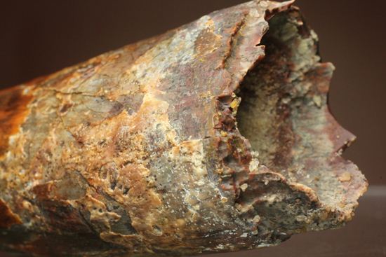 11cm!野太いんです。周長9.9cmのスピノサウルス歯化石(Spinosaurus)(その9)
