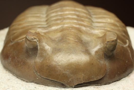 巨体で失礼いたします!8cmのロシア産三葉虫アサフス・レピドゥルス(状態良質)(その1)