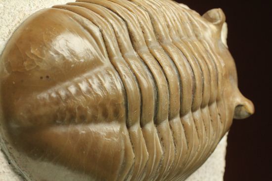 巨体で失礼いたします!8cmのロシア産三葉虫アサフス・レピドゥルス(状態良質)(その10)