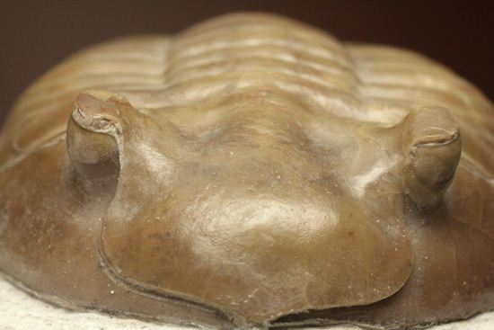 巨体で失礼いたします!8cmのロシア産三葉虫アサフス・レピドゥルス(状態良質)(その11)