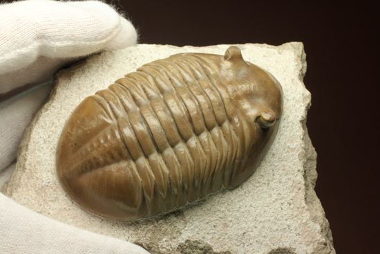 巨体で失礼いたします!8cmのロシア産三葉虫アサフス・レピドゥルス(状態良質)(その13)