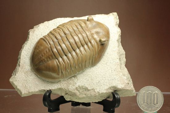 巨体で失礼いたします!8cmのロシア産三葉虫アサフス・レピドゥルス(状態良質)(その14)