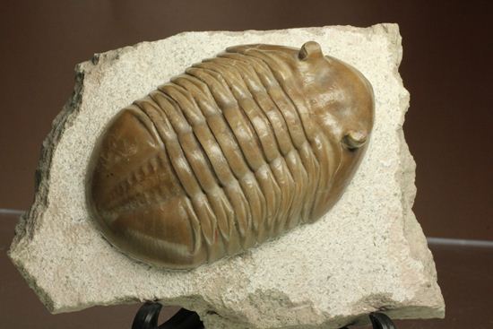 巨体で失礼いたします!8cmのロシア産三葉虫アサフス・レピドゥルス(状態良質)(その3)