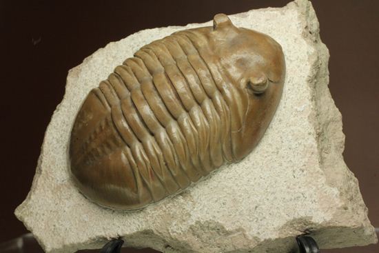 巨体で失礼いたします!8cmのロシア産三葉虫アサフス・レピドゥルス(状態良質)(その4)