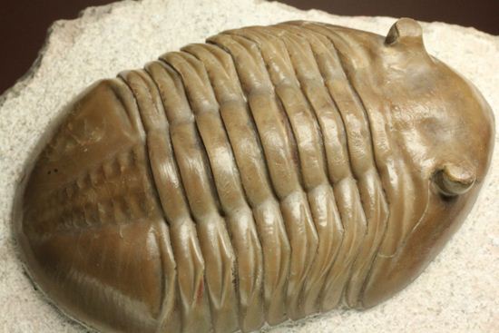 巨体で失礼いたします!8cmのロシア産三葉虫アサフス・レピドゥルス(状態良質)(その5)