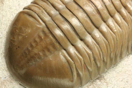 巨体で失礼いたします!8cmのロシア産三葉虫アサフス・レピドゥルス(状態良質)(その7)