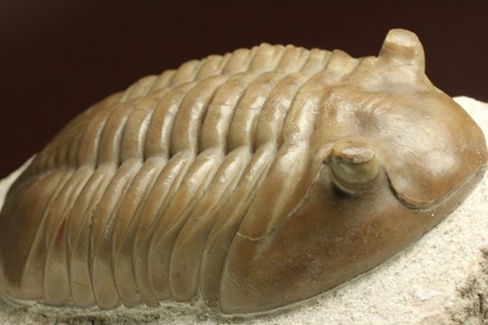 巨体で失礼いたします!8cmのロシア産三葉虫アサフス・レピドゥルス(状態良質)(その8)