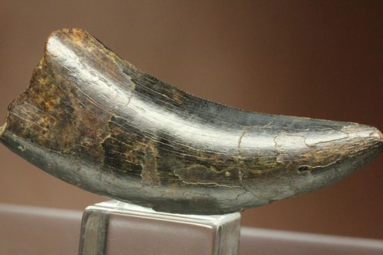 漆黒のティラノサウルス歯(Tyrannosaurus)（その1）