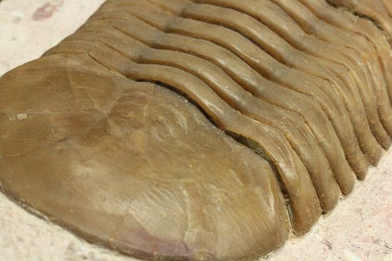 珍しい！イレヌスの断片化石付き！ロシアン三葉虫アサフス・コワレフスキー(Asaphus kowalewskii)（その15）