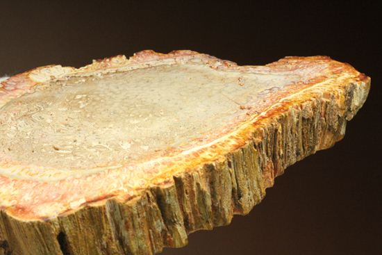 2億5000万年前の生木！？維管束まで鑑賞できる希少なシダ類の木化石（珪化木）（その15）