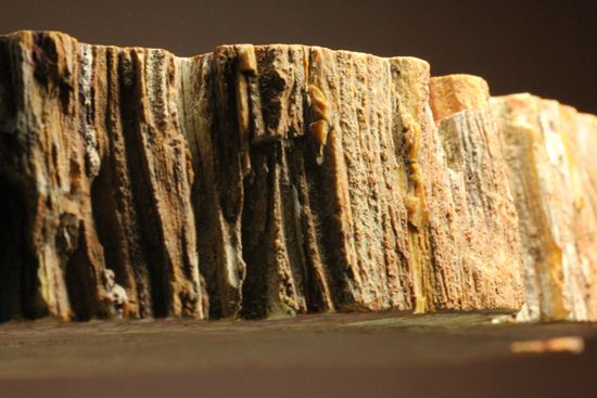2億5000万年前の生木！？維管束まで鑑賞できる希少なシダ類の木化石（珪化木）（その19）