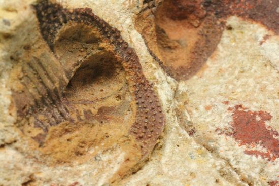 文様はまるで南部鉄器！ろ過装置を身に付けた、モロッコ三葉虫オンニア(Onnia)群集化石（その10）