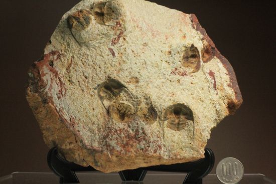 文様はまるで南部鉄器！ろ過装置を身に付けた、モロッコ三葉虫オンニア(Onnia)群集化石（その18）
