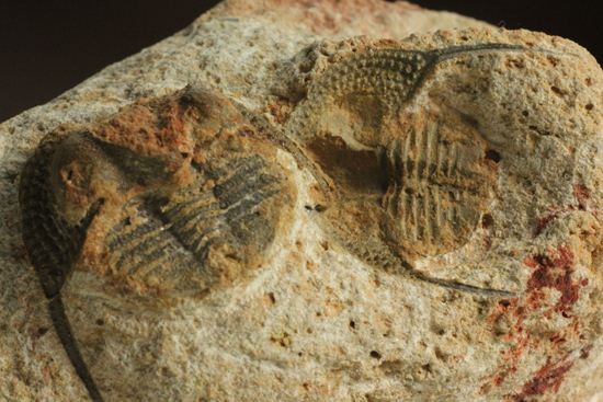 文様はまるで南部鉄器！ろ過装置を身に付けた、モロッコ三葉虫オンニア(Onnia)群集化石（その8）