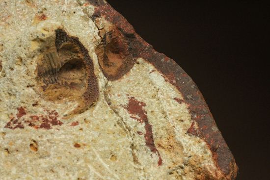 文様はまるで南部鉄器！ろ過装置を身に付けた、モロッコ三葉虫オンニア(Onnia)群集化石（その9）