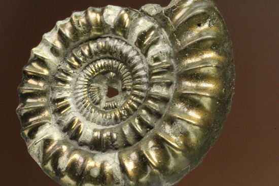 お守り袋付き！黄鉄鉱（パイライト）化した美しいイギリスアンモナイト(Ammonite sp.)（その5）