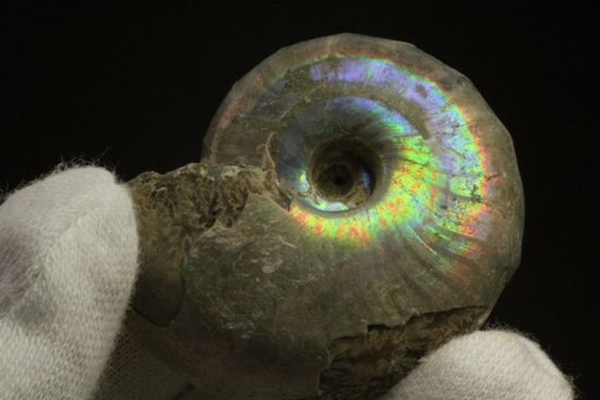 2種類の光るアンモナイトがセットで楽しめます。マダガスカル産クレオニセラス2個セット(その5)
