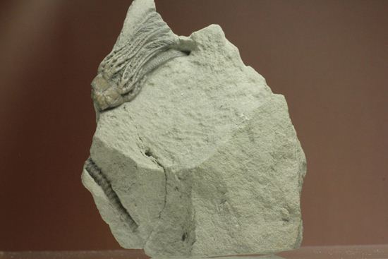 石炭紀のウミユリ化石（アメリカ、インディアナ州産）（その1）