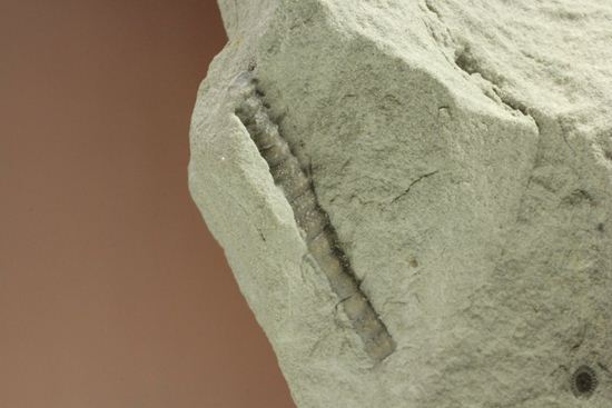 石炭紀のウミユリ化石（アメリカ、インディアナ州産）（その3）