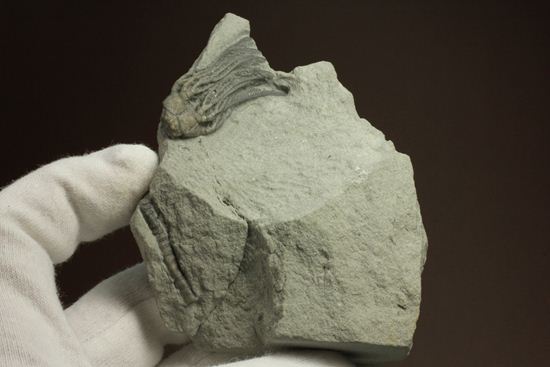 石炭紀のウミユリ化石（アメリカ、インディアナ州産）（その4）