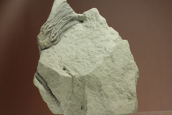 石炭紀のウミユリ化石（アメリカ、インディアナ州産）（その8）