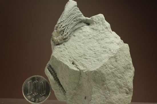 石炭紀のウミユリ化石（アメリカ、インディアナ州産）（その9）