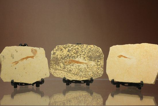 3枚並べて古代水族館を作りませんか？モロッコ産魚プレート化石3枚組（その1）