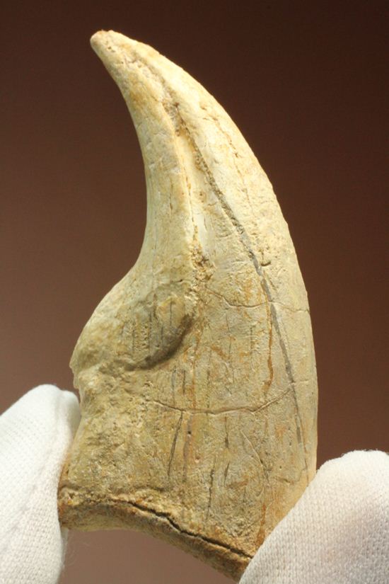 一級標本ティラノサウルスのハンドクロウ(T-rex hand claw) 接骨付き(その1)