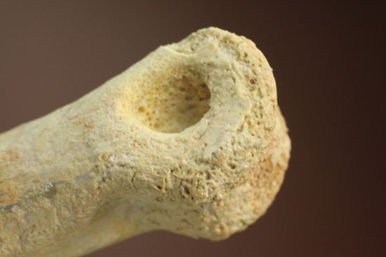 一級標本ティラノサウルスのハンドクロウ(T-rex hand claw) 接骨付き(その11)