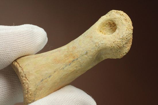 一級標本ティラノサウルスのハンドクロウ(T-rex hand claw) 接骨付き(その13)