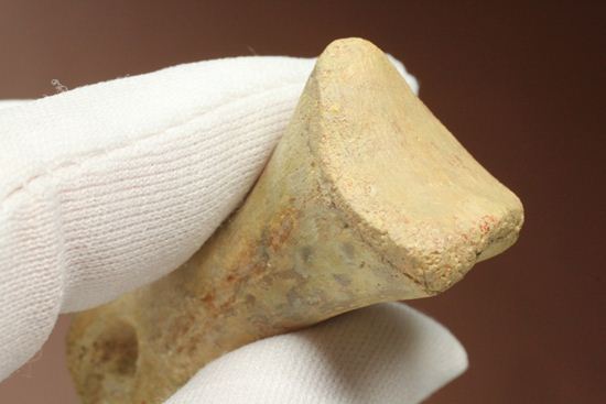 一級標本ティラノサウルスのハンドクロウ(T-rex hand claw) 接骨付き(その14)