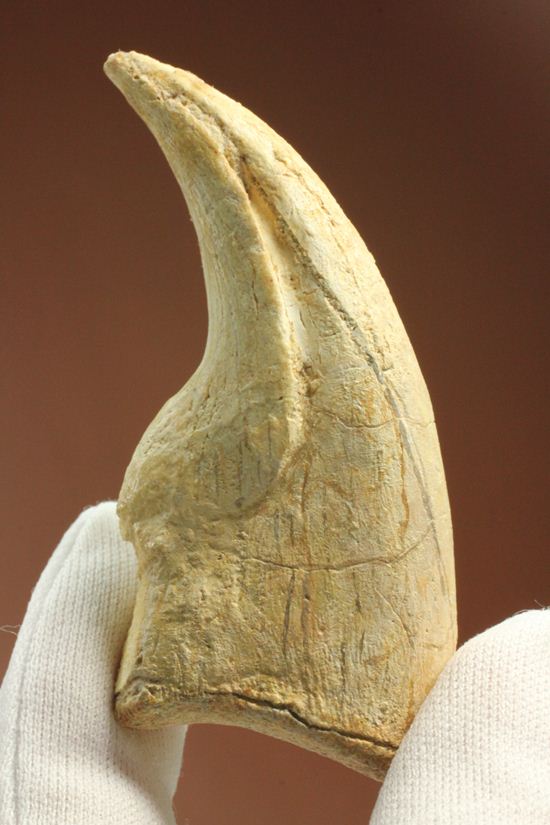 一級標本ティラノサウルスのハンドクロウ(T-rex hand claw) 接骨付き(その17)