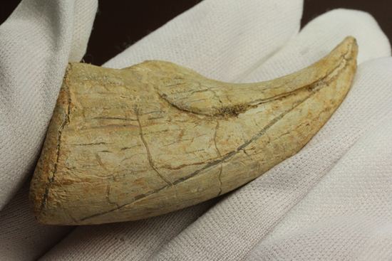 一級標本ティラノサウルスのハンドクロウ(T-rex hand claw) 接骨付き(その2)