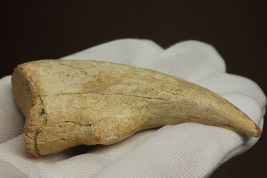 一級標本ティラノサウルスのハンドクロウ(T-rex hand claw) 接骨付き（その3）
