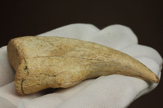 一級標本ティラノサウルスのハンドクロウ(T-rex hand claw) 接骨付き(その3)