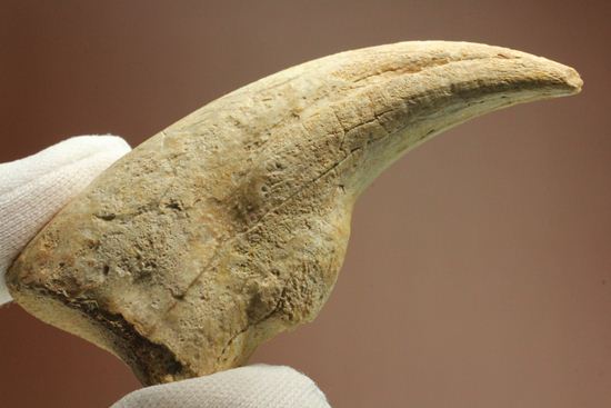 一級標本ティラノサウルスのハンドクロウ(T-rex hand claw) 接骨付き(その4)
