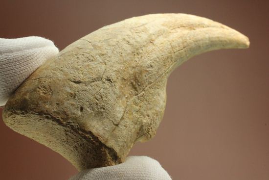 一級標本ティラノサウルスのハンドクロウ(T-rex hand claw) 接骨付き(その5)