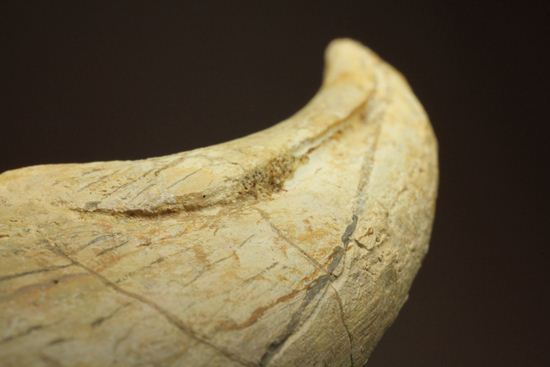 一級標本ティラノサウルスのハンドクロウ(T-rex hand claw) 接骨付き(その6)