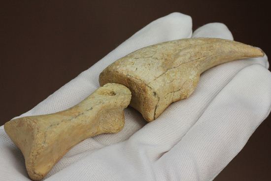 一級標本ティラノサウルスのハンドクロウ(T-rex hand claw) 接骨付き(その7)