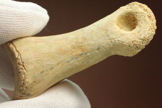 一級標本ティラノサウルスのハンドクロウ(T-rex hand claw) 接骨付き(その8)